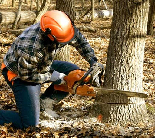 Tree Removal in West Point, KY